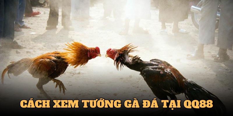 cách xem tướng gà đá