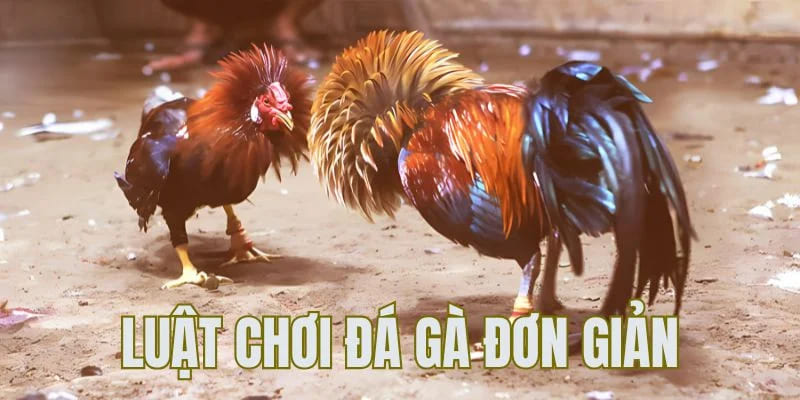 luật đá gà